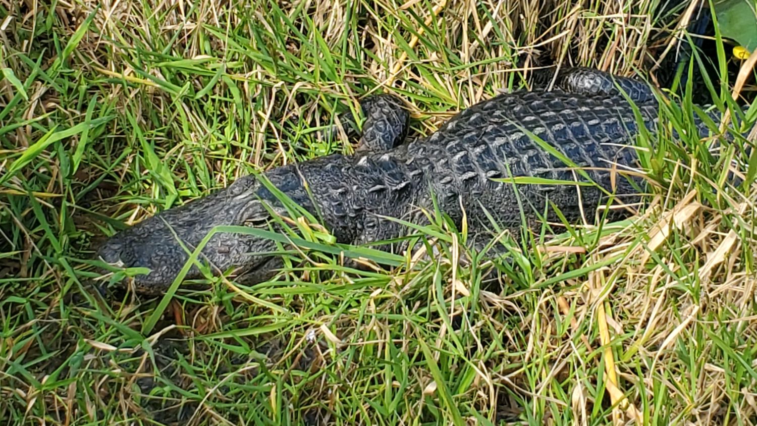 Florida